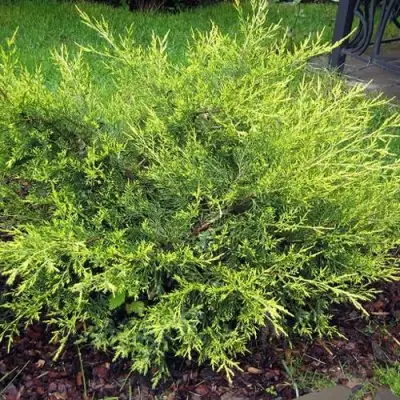 Можжевельник КУРИВАО ГОЛД китайский в Калинковичах