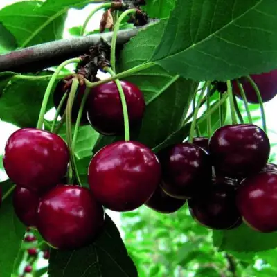 Дюк ЖИВИЦА (ЧЕРЕВИШНЯ) в Калинковичах