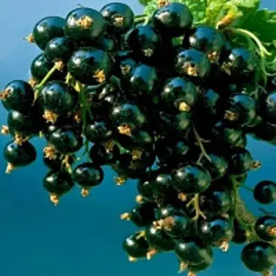 Смородина чёрная ИЗЮМНАЯ в Калинковичах