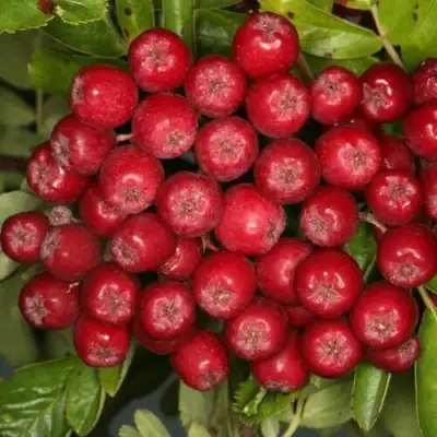 Рябина РУБИНОВАЯ сладкоплодная в Калинковичах