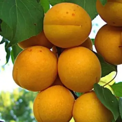 Абрикос ОНТАРИО в Калинковичах