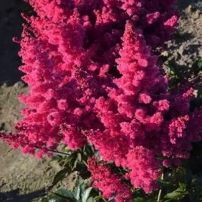 Астильба ЛАКИ ДЕЙ Арендса в Калинковичах