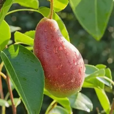 Груша ЯКОВЛЕВСКАЯ в Калинковичах