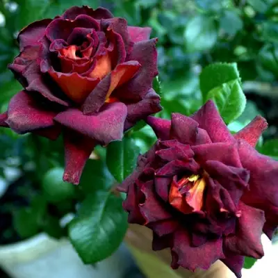 Роза ЭДДИ МИТЧЕЛЛ чайно-гибридная в Калинковичах