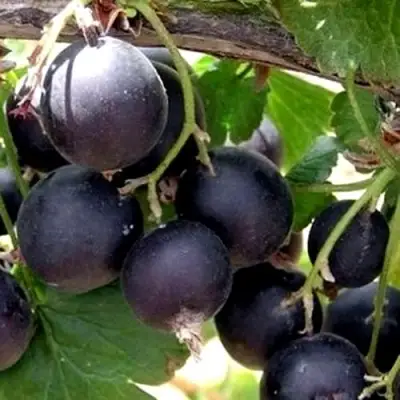 ЙОШТА в Калинковичах