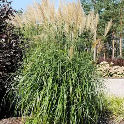 Мискантус ВАНИЛЛА СКАЙ китайский в Калинковичах