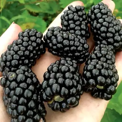 Ежевика ПРАЙМ АРК ФРИДОМ ремонтантная  в Калинковичах