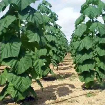 Павловния ПАО ТОГН Z07 в Калинковичах