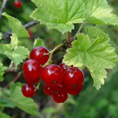 Смородина альпийская ШМИДТ в Калинковичах
