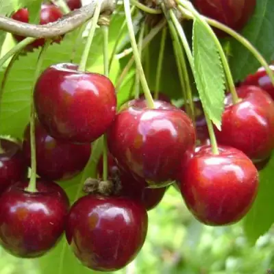 Черешня СИНЯВСКАЯ в Калинковичах