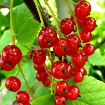 Смородина красная КОРАЛЛОВАЯ в Калинковичах