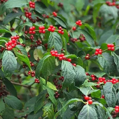 Жимолость МААКА в Калинковичах