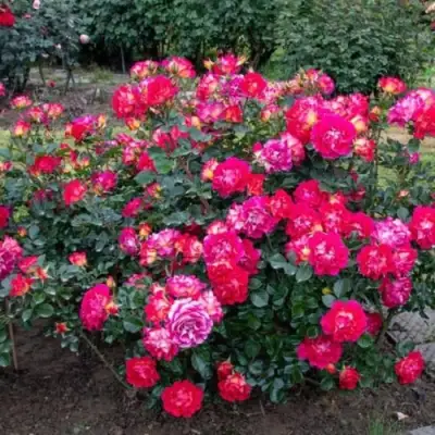 Роза БРЕРА флорибунда в Калинковичах