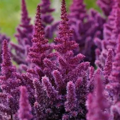 Астильба ПЕПЛ РЕЙН гибридная в Калинковичах