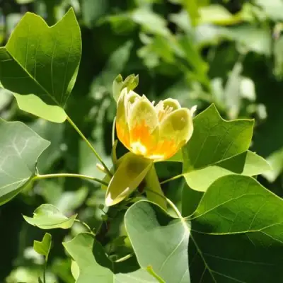 ЛИРИОДЕНДРОН тюльпанный в Калинковичах