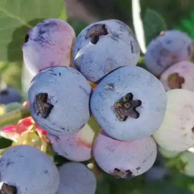 Голубика ХАРРИСОН в Калинковичах