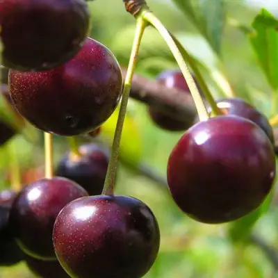 Вишня ЛИВЕНСКАЯ в Калинковичах