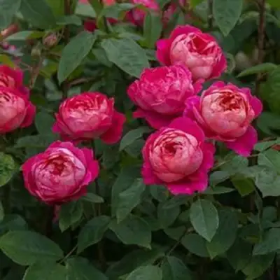 Роза БЕНДЖАМИН БРИТТЕН шраб в Калинковичах