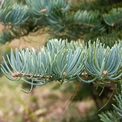 Пихта КОНКОЛОР в Калинковичах