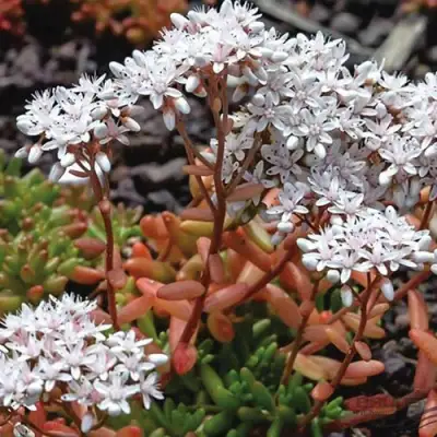 Очиток (седум) КОРАЛ КАРПЕТ белый в Калинковичах