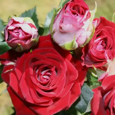 Роза РУБИ СТАР спрей в Калинковичах