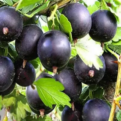 Крыжовник ЧЕРНОМОР в Калинковичах