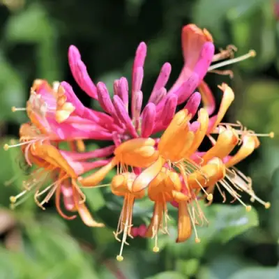 Жимолость ГЕКРОТА в Калинковичах