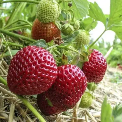 Клубника ЗЕНГА-ЗЕНГАНА в Калинковичах