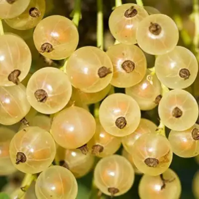 Смородина белая СМОЛЬЯНИНОВСКАЯ в Калинковичах