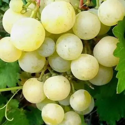 Виноград КЕША МУСКАТ в Калинковичах