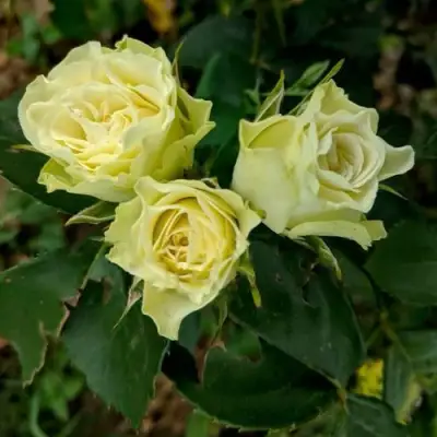 Роза ЛУВИАНА спрей в Калинковичах