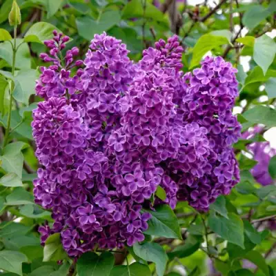 Сирень СУМЕРКИ в Калинковичах