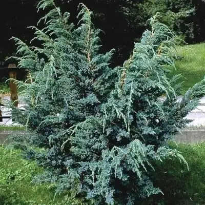 Можжевельник БЛЮ АЛЬПС китайский  в Калинковичах