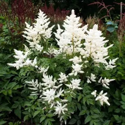 Астильба ДОЙЧЛАНД японская в Калинковичах