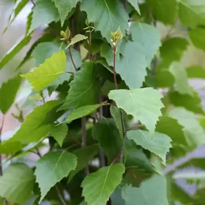 Береза ФАСТИГИАТА повислая  в Калинковичах