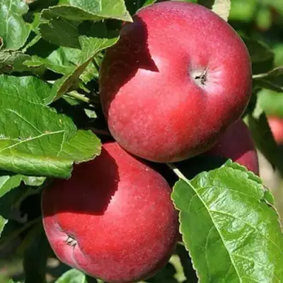 Яблоня СОЗВЕЗДИЕ колонновидная в Калинковичах