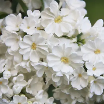 Сирень РОЧЕСТЕР в Калинковичах