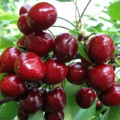Черешня ГРОНКАВАЯ в Калинковичах