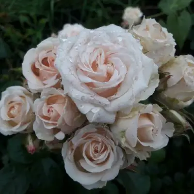 Роза ЯНА спрей в Калинковичах