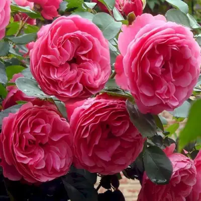 Роза ЛЕОНАРДО ДА ВИНЧИ флорибунда в Калинковичах