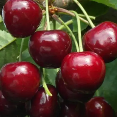 Черешня ГРОНКАВАЯ в Калинковичах