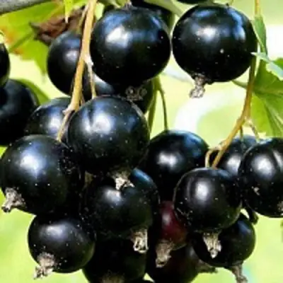 Смородина чёрная СОКРОВИЩЕ в Калинковичах