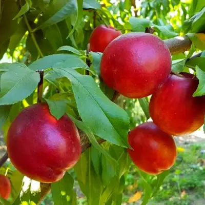 Нектарин НЕКТАРЕД-4 в Калинковичах