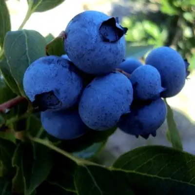 Голубика ДЖЕРСИ в Калинковичах