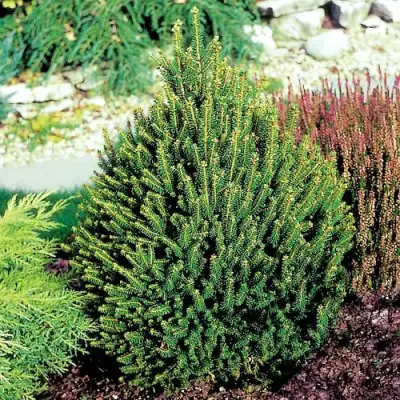 Ель КОМПАКТА обыкновенная в Калинковичах