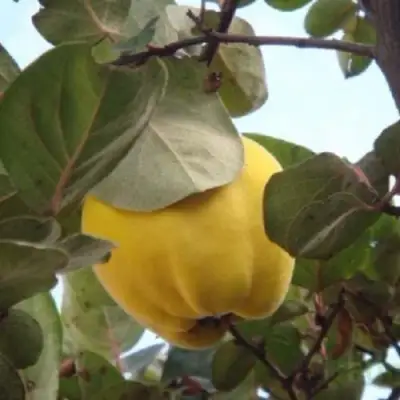 Айва АКАДЕМИЧЕСКАЯ в Калинковичах