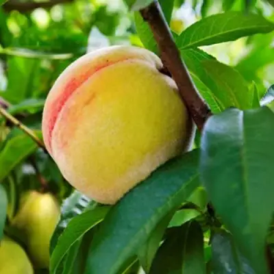 Персик ДОНЕЦКИЙ ЖЕЛТЫЙ в Калинковичах