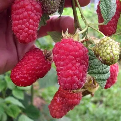 Малина МАРОСЕЙКА в Калинковичах