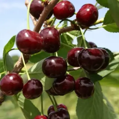 Вишня ГРИОТ БЕЛОРУССКИЙ в Калинковичах