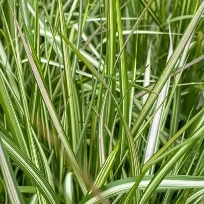 Вейник АВАЛАНШ остроцветковый в Калинковичах